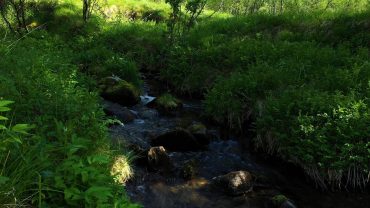 Lyden av en bekk i skogen