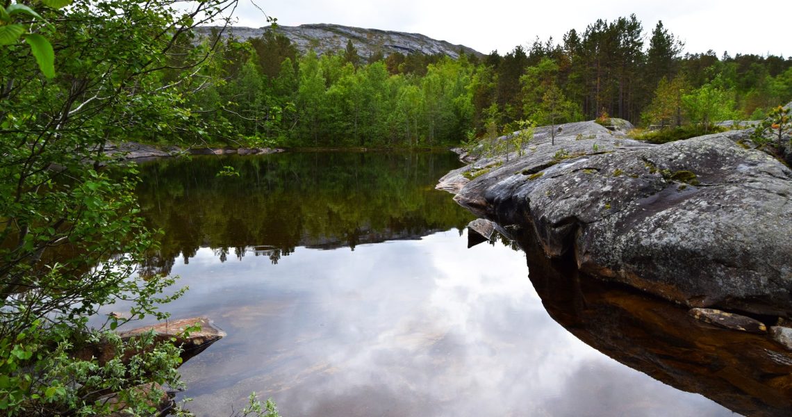 Heggmokulpen i Bodø