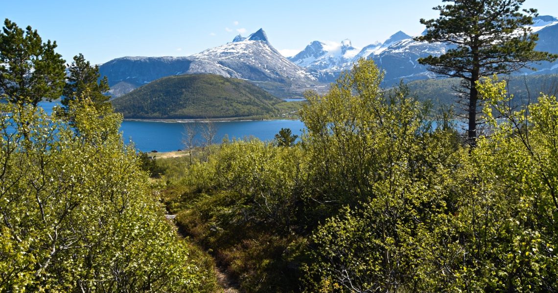 Skogstur på Evjen