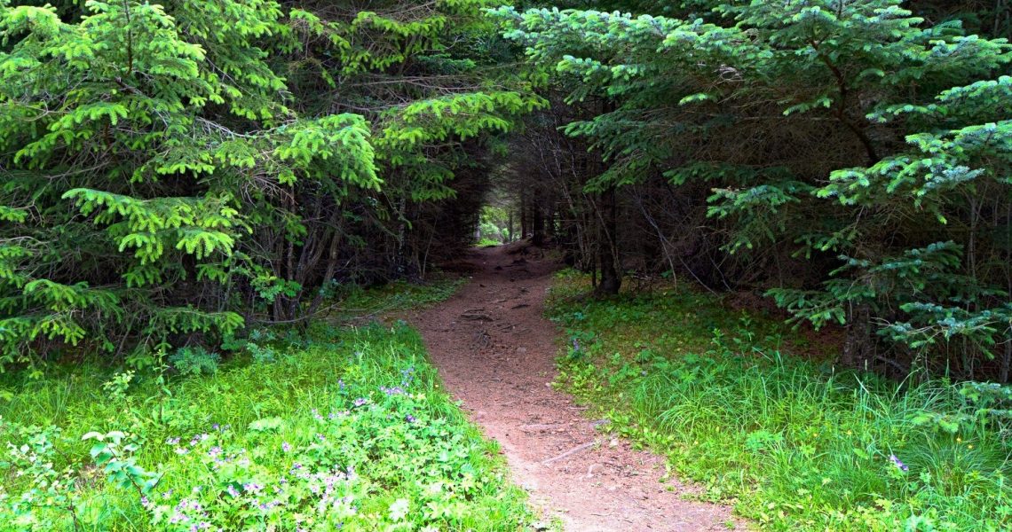 Svartskogen i Bodø