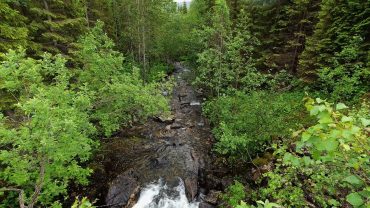 Elv i grønn skog