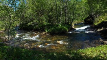 Elv i skogen