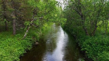 Elv i skogen