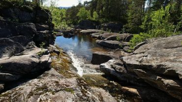 Elv i skogen og fugler som kvitrer