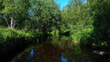 Elv i sommerskogen