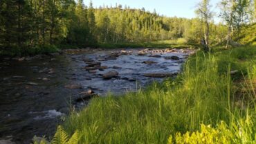 Elv i sommerskogen