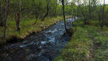 Elv i vårskogen