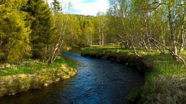 Elv i skogen med fugler som synger