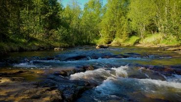 Elv som renner i skogen