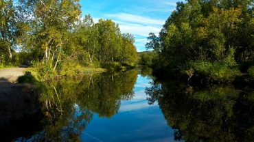 Fuglekvitter i skogen