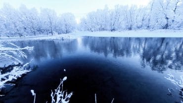 Fugler som synger i skogen