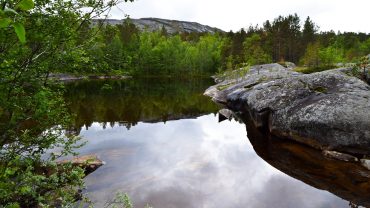 Heggmokulpen i Bodø