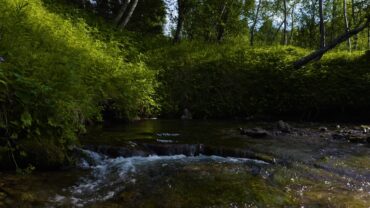 Liten bekk i skogen