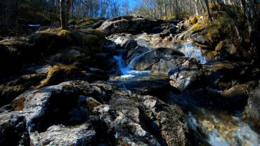 Naturlyden av en bekk i vårskogen