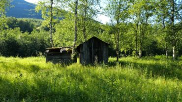 Lyder fra sommerskogen