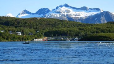 Måser i Saltstraumen