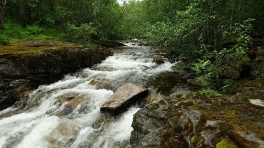 Naturlyden av ei elv i skogen