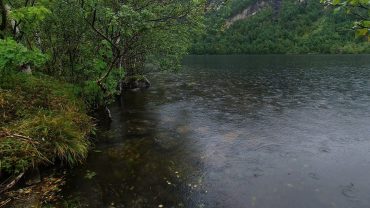 Lyden av regn i skogen