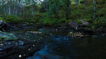 Rolig elv i høstskogen