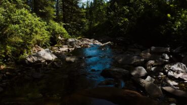 Rolig elv i skogen