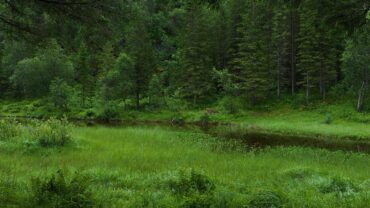 Skog med fuglekvitter