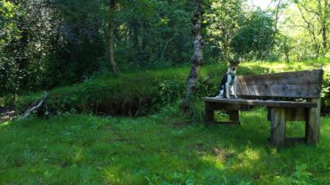 Skog med fuglekvitter