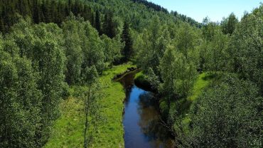 Skog med fuglelyder