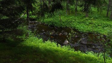 Skog med naturlyder