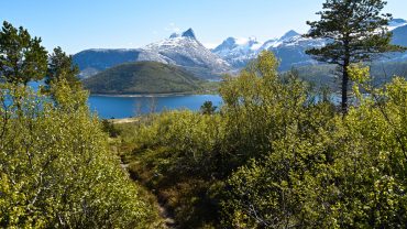 Skogstur på Evjen