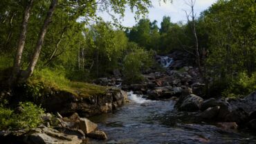 Sommerlandskap med naturlyder