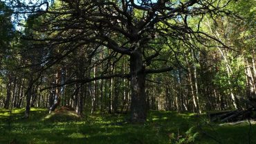 Sommerskog med fuglekvitter