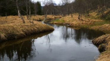 Vårskog med naturlyder